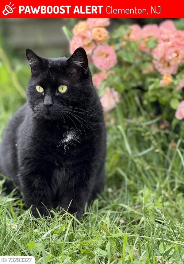 Lost Male Cat last seen Laurel rd, Clementon, NJ 08021