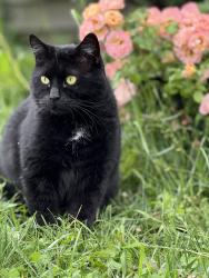 Lost Male Cat last seen Laurel rd, Clementon, NJ 08021
