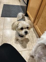 Reunited Female Dog last seen W Rivera Drive, Surprise, AZ 85379