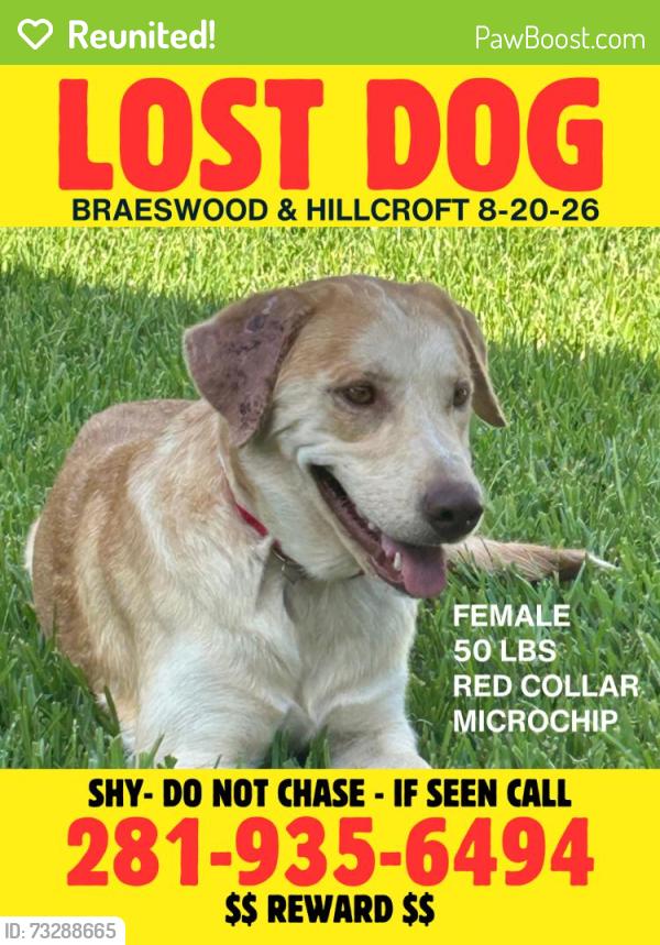 Reunited Female Dog last seen Braesheather between Albury and Braewick; near Braeswood and Hillcroft, Houston, TX 77096