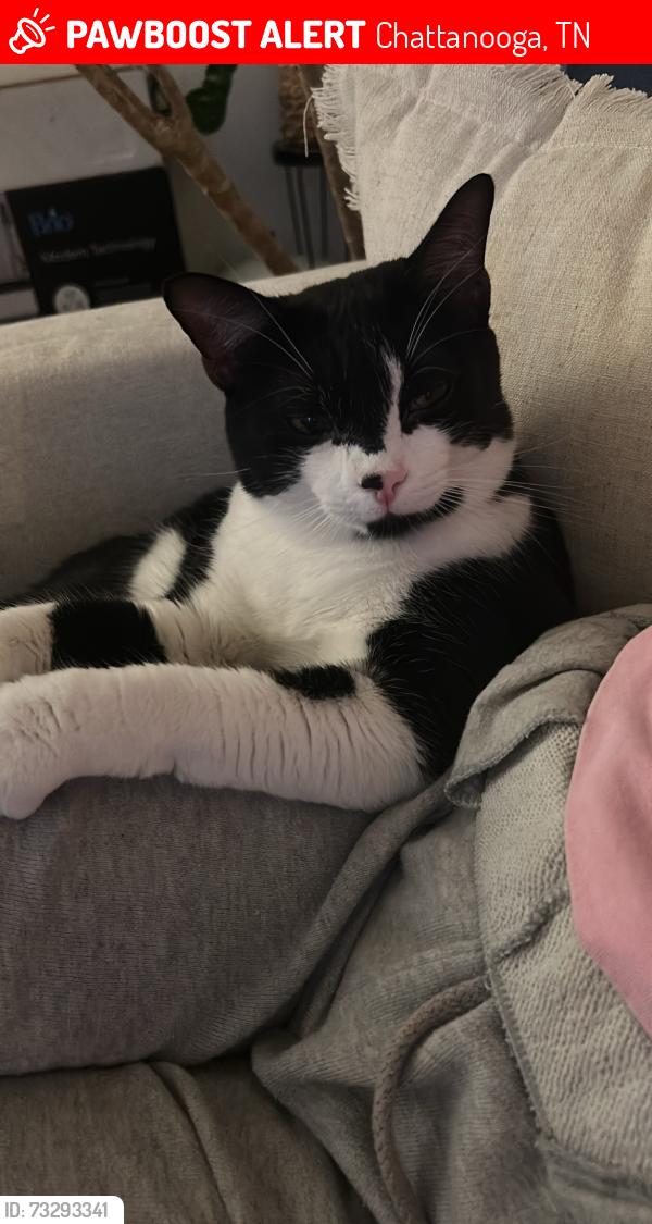 Lost Female Cat last seen Forest Avenue, Chattanooga, TN 37405