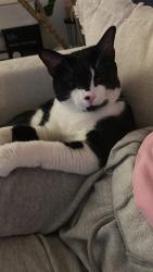 Lost Female Cat last seen Forest Avenue, Chattanooga, TN 37405