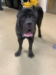 Shelter Stray Male Dog last seen , , TX, 355 Hillshire Dr, Haslet, TX 76052, USA