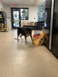 Shelter Stray Female Dog last seen Near melinda drive, East District, TX, 355 Hillshire Dr, Haslet, TX 76052, USA