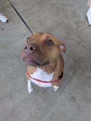 Shelter Stray Female Dog last seen , , TX, 355 Hillshire Dr, Haslet, TX 76052, USA