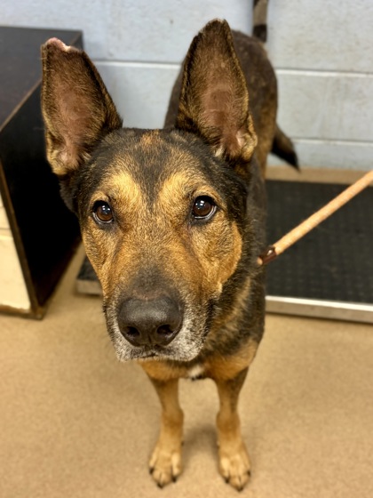 Shelter Stray Male Dog last seen Cherie Glen Trl, 30083, GA, 3280 Chamblee Dunwoody Rd, Chamblee, GA 30341, USA