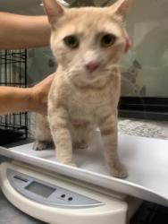 Shelter Stray Male Cat last seen , , TX, 355 Hillshire Dr, Haslet, TX 76052, USA