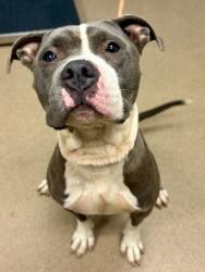 Shelter Stray Male Dog last seen , 30032, GA, 3280 Chamblee Dunwoody Rd, Chamblee, GA 30341, USA