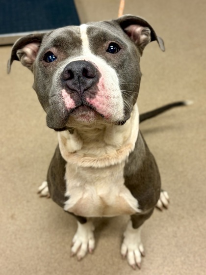 Shelter Stray Male Dog last seen , 30032, GA, 3280 Chamblee Dunwoody Rd, Chamblee, GA 30341, USA