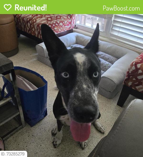 Reunited Female Dog last seen S Capri Drive, Ormond Beach, FL 32174