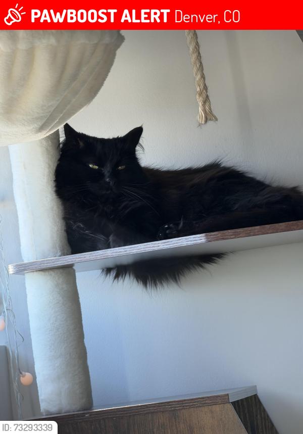 Lost Female Cat last seen Brighton and wynkoop, Denver, CO 80216
