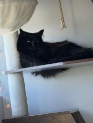 Lost Female Cat last seen Brighton and wynkoop, Denver, CO 80216