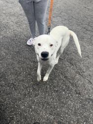 Shelter Stray Male Dog last seen Cox Rd, Gastonia, NC, 1491 Business Park Ct, Gastonia, NC 28052, USA