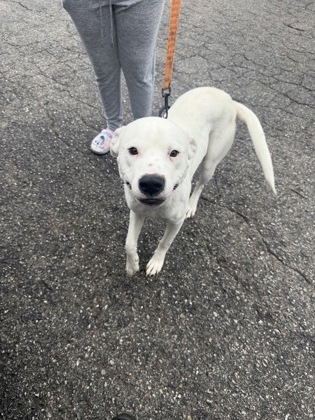 Shelter Stray Male Dog last seen Cox Rd, Gastonia, NC, 1491 Business Park Ct, Gastonia, NC 28052, USA