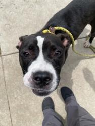 Shelter Stray Male Dog last seen Evergreen cemetery, New Bern City Limits, NC, 1639 Old Airport Rd, New Bern, NC 28562, USA