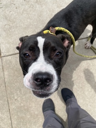 Shelter Stray Male Dog last seen Evergreen cemetery, New Bern City Limits, NC, 1639 Old Airport Rd, New Bern, NC 28562, USA