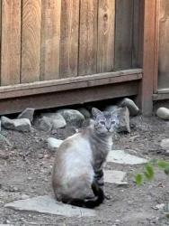 Shelter Stray Unknown Cat last seen Near 24TH AVE SW, Seattle, WA, 2061 15th Ave W, Seattle, WA 98119, USA