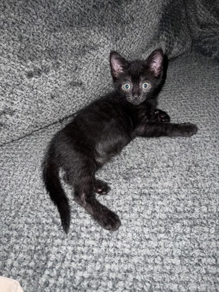 Shelter Stray Male Cat last seen Near Lake Tyler Dr, New Bern, NC, 1639 Old Airport Rd, New Bern, NC 28562, USA