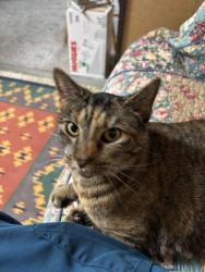 Shelter Stray Female Cat last seen Near 8th ave NE, Seattle, WA, 2061 15th Ave W, Seattle, WA 98119, USA