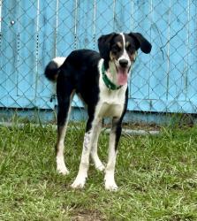 Shelter Stray Male Dog last seen S Wadsworth Ave, Beverly Hills, FL, 4030 S Airport Rd, Inverness, FL 34450, USA