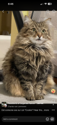 Lost Female Cat last seen Legends Ranch, Montgomery County, TX 77386