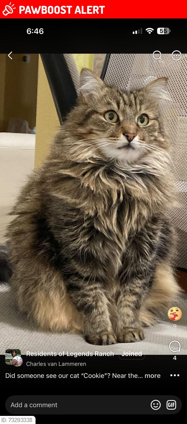 Lost Female Cat last seen Legends Ranch, Montgomery County, TX 77386