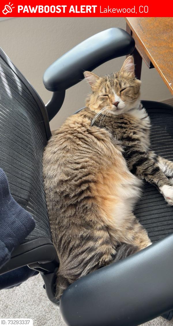 Lost Male Cat last seen Kallisto at Bear Creek apmts, Denver, CO 80227