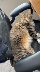 Lost Male Cat last seen Kallisto at Bear Creek apmts, Denver, CO 80227