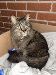 Found/Stray Male Cat last seen Near Easley Dr Milford, OH 45150 United States Near kohls, Milford, OH 45150