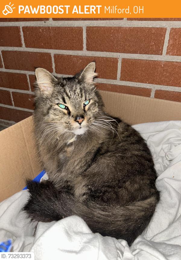 Found/Stray Male Cat last seen Near Easley Dr Milford, OH 45150 United States Near kohls, Milford, OH 45150