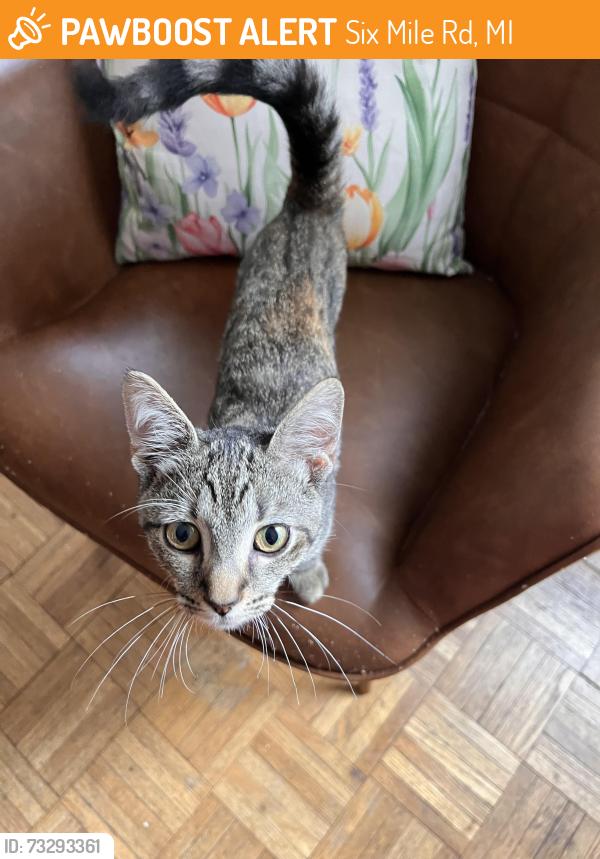 Found/Stray Unknown Cat last seen Lahser/Six Mile Rd, Six Mile Rd, MI 48168