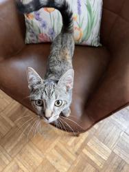 Found/Stray Unknown Cat last seen Lahser/Six Mile Rd, Six Mile Rd, MI 48168