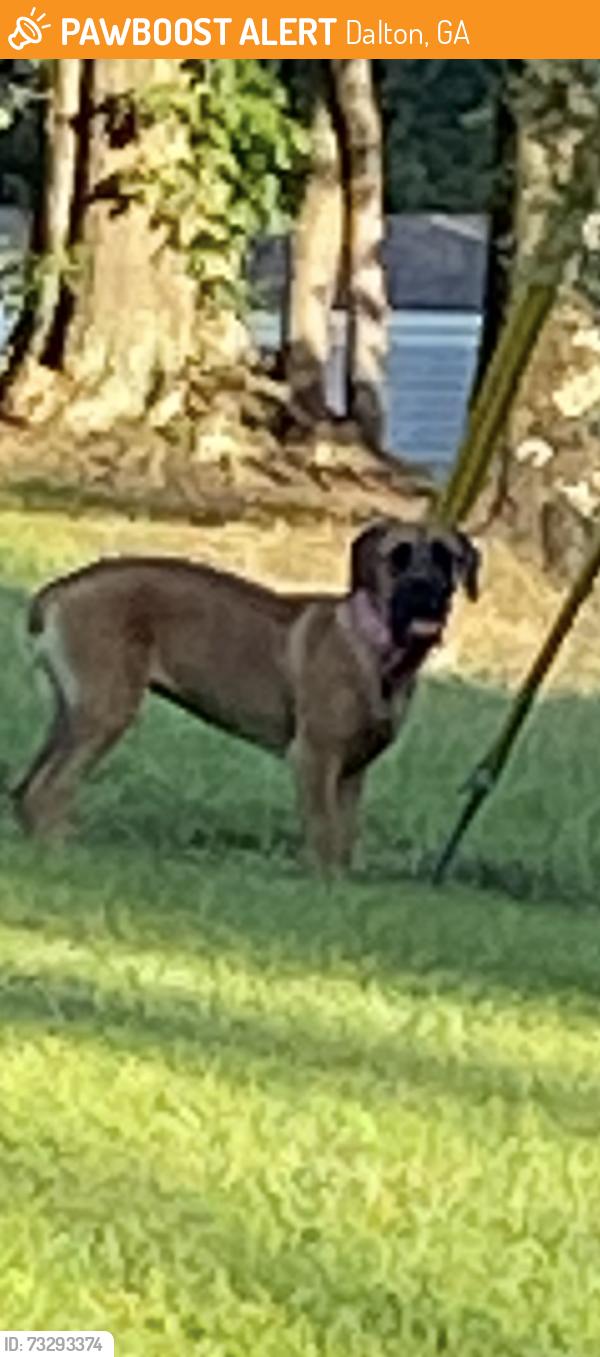 Found/Stray Female Dog last seen Dawnville, Dalton, GA 30721