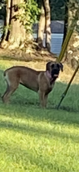 Found/Stray Female Dog last seen Dawnville, Dalton, GA 30721