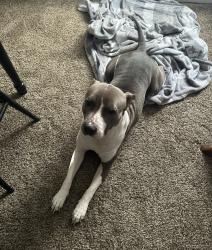 Lost Female Dog last seen Winterhaven ca, Winterhaven, CA 92283