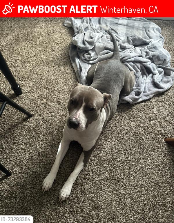 Lost Female Dog last seen Winterhaven ca, Winterhaven, CA 92283
