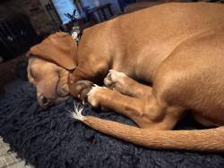 Reunited Male Dog last seen Elgin and 1294, Lubbock, TX 79415
