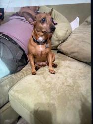 Reunited Male Dog last seen Near Clement st, Winston-Salem, NC 27127