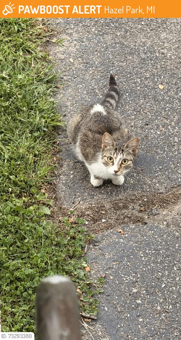 Found/Stray Unknown Cat last seen East Evelyn ave hazel park, Hazel Park, MI 48030