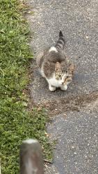 Found/Stray Unknown Cat last seen East Evelyn ave hazel park, Hazel Park, MI 48030