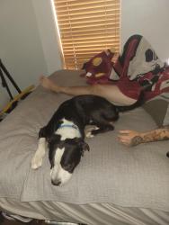 Found/Stray Male Dog last seen Near Ave and McKinley, Phoenix, AZ 85003