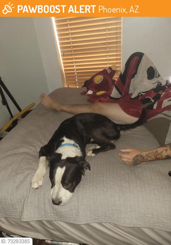 Found/Stray Male Dog last seen Near Ave and McKinley, Phoenix, AZ 85003