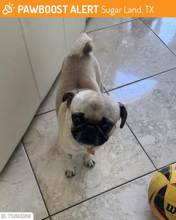 Found/Stray Male Dog last seen Ashford Hollow, Sugar Land, TX 77478