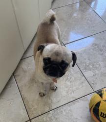 Found/Stray Male Dog last seen Ashford Hollow, Sugar Land, TX 77478