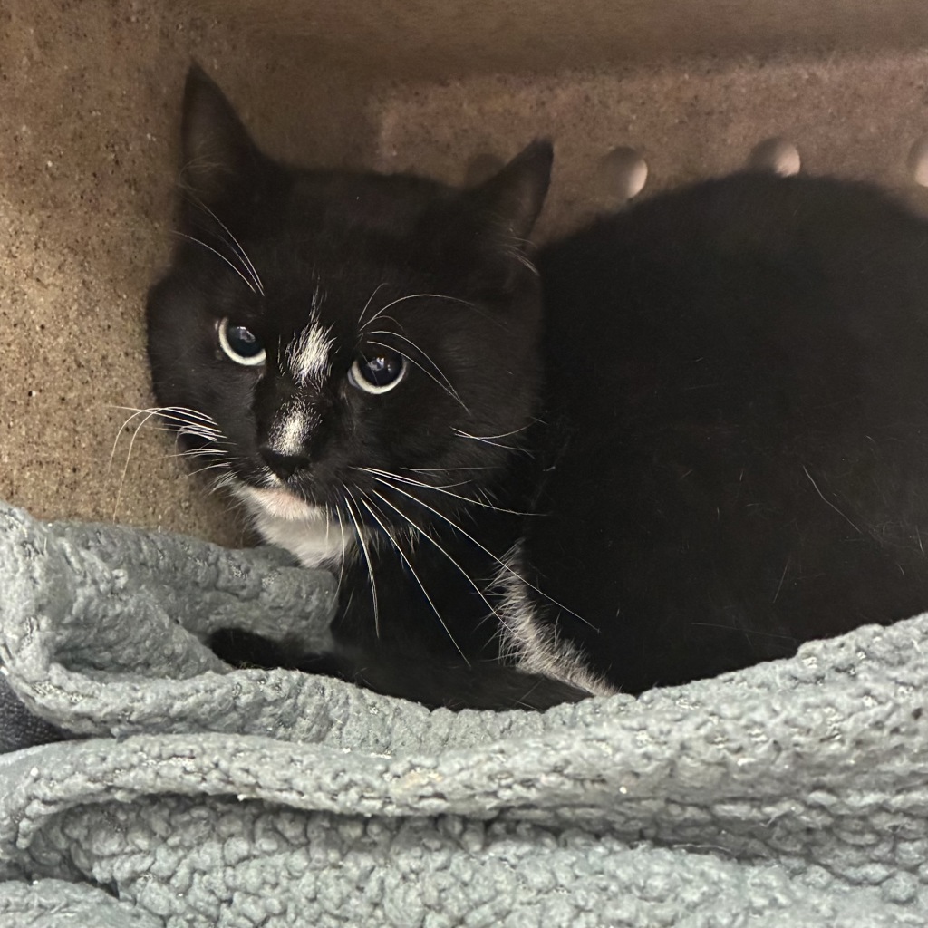 Shelter Stray Male Cat last seen SE 62nd ave and se Ivon st, OR, 1700 W Historic Columbia River Hwy, Troutdale, OR 97060, USA