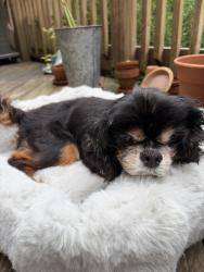 Reunited Unknown Dog last seen Cedar Heights Rd, Stamford, CT 06905