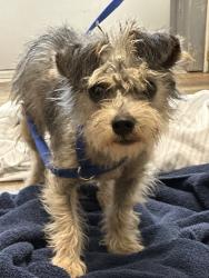 Shelter Stray Male Dog last seen Near N Highland Avenue, San Diego, CA, 92113, 5500 Gaines St, San Diego, CA 92110, USA