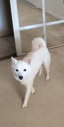 Reunited Male Dog last seen Hollyhills Ne 189th St & 129th, Bothell, WA 98011