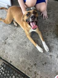 Found/Stray Male Dog last seen Burning Tree and stroud, Houston, TX 77036