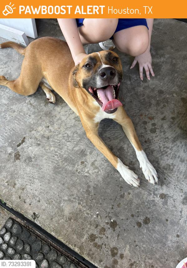 Found/Stray Male Dog last seen Burning Tree and stroud, Houston, TX 77036